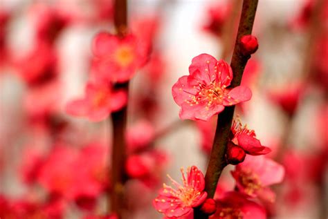 梅花风水|梅花的象征意义是什么 梅花的风水